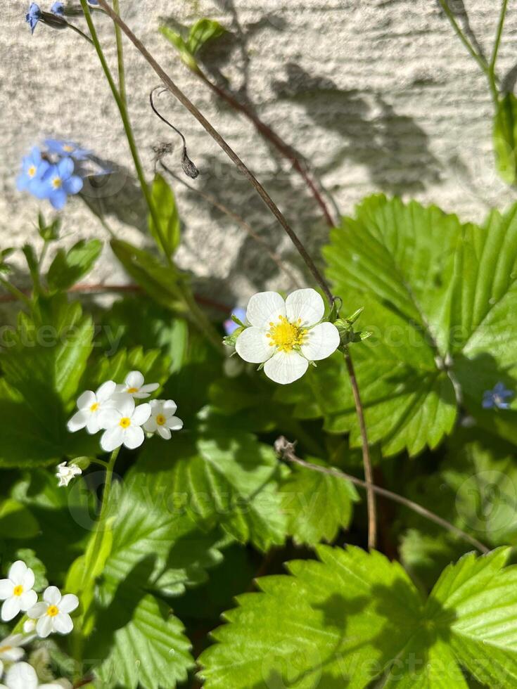 photo, natural, diverse, spring, flower, different, colors photo
