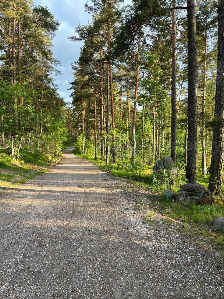 photo, summer, coniferou, forest with large stones photo