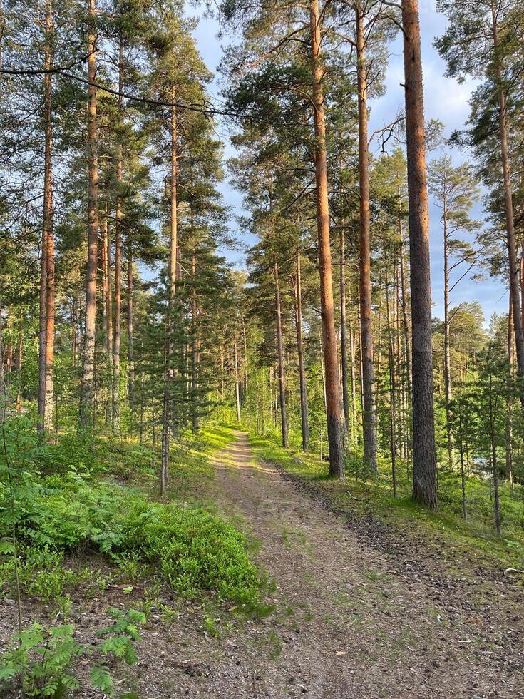 photo, summer, coniferous, forests with large stones photo