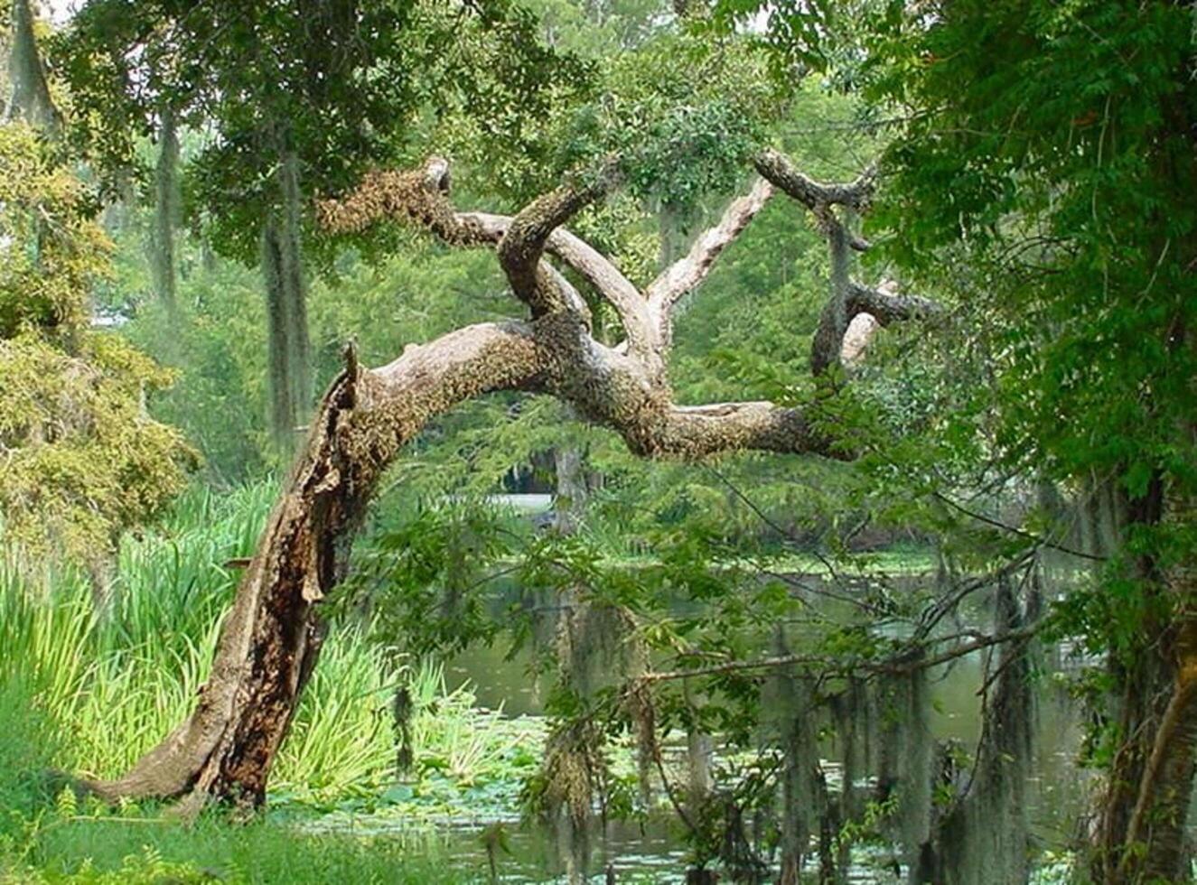 a tree in the middle of a swamp with water and trees photo