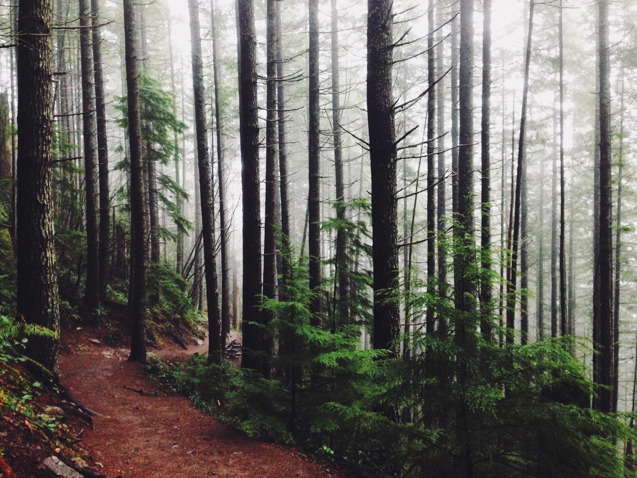 a trail in the woods with trees and fog photo