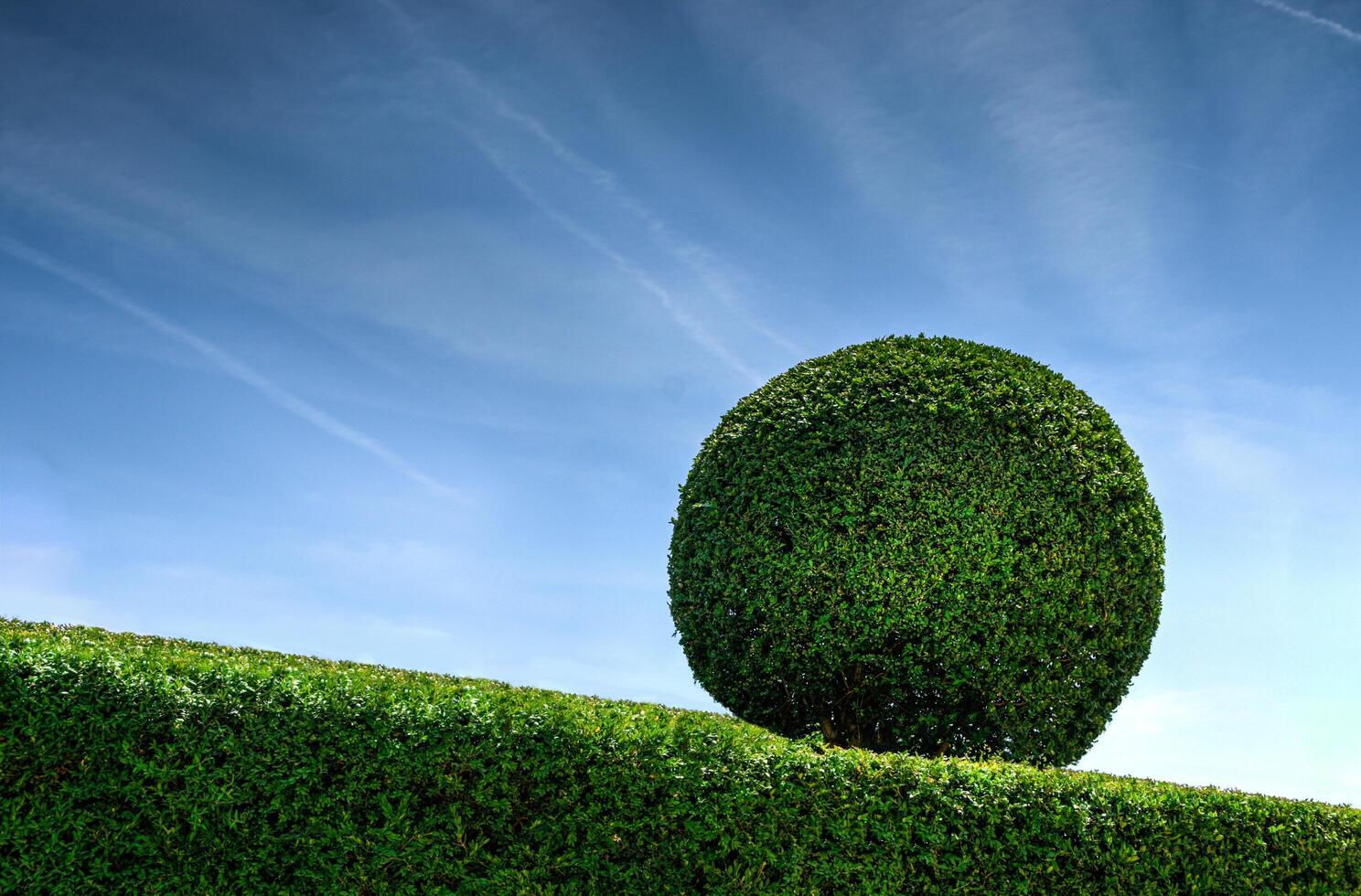a hedge with a ball in the middle photo