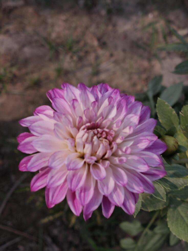 Pink and White Dahlia Flower in Garden High Quality Nature Bloom Close Up photo