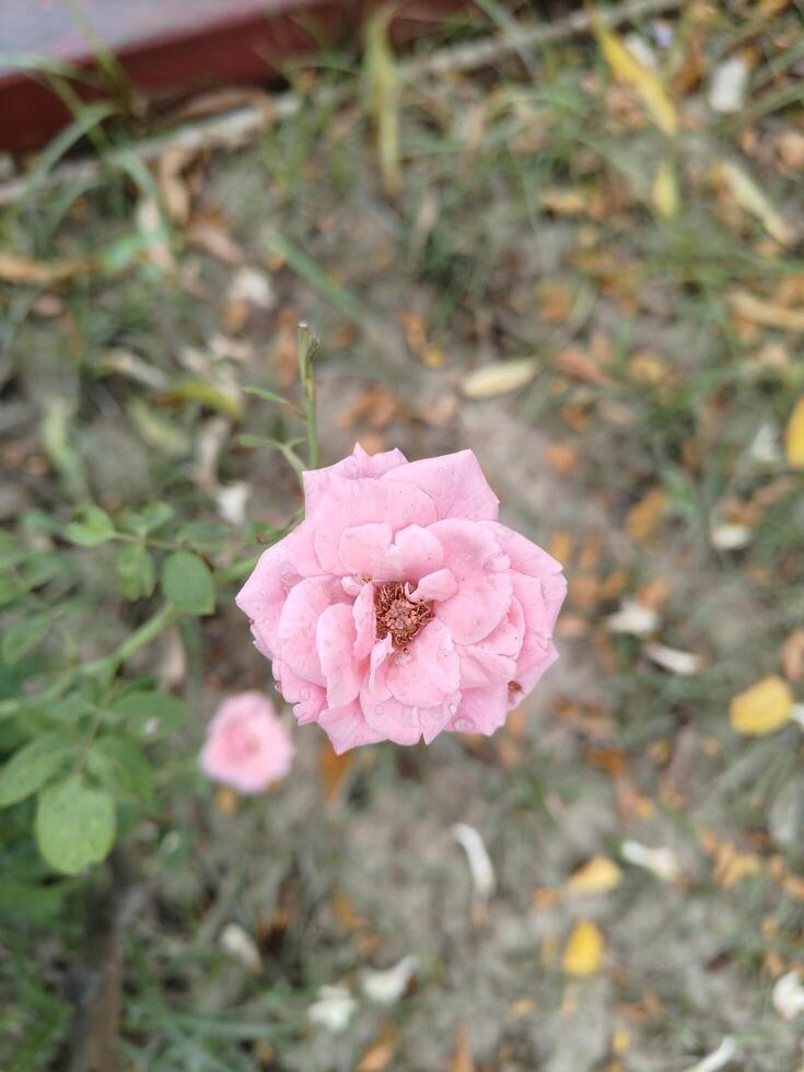 Light Pink Rose Flower in Garden Soft Romantic Floral Background photo