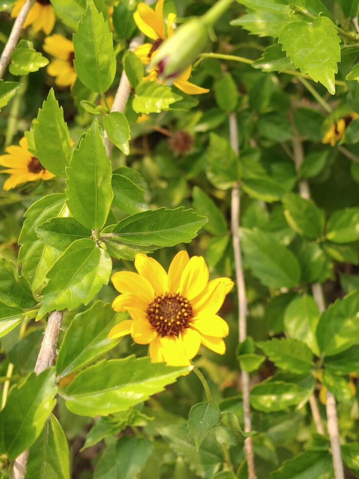 Yellow Wildflower in Green Foliage Natural Botanical Background for Nature and Garden Design photo