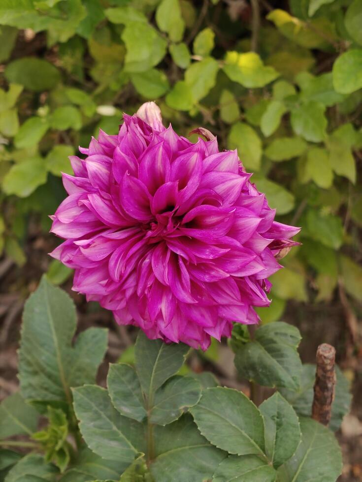 Purple Dahlia Flower in Full Bloom Vibrant Garden Nature Background photo