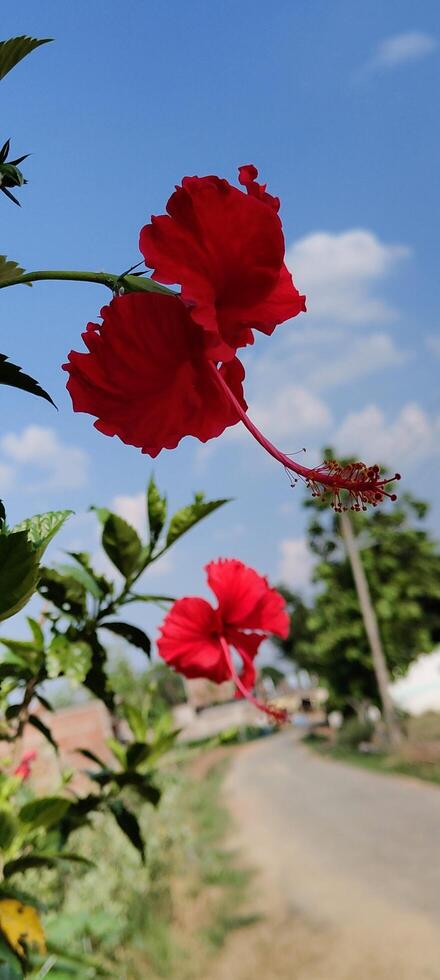 Red Hibiscus Flower in Bloom with Blue Sky and Countryside Background High Resolution Nature Photo