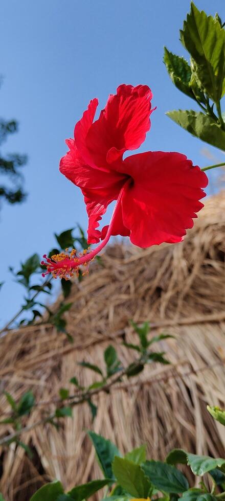 Red Hibiscus Flower in Village Background Nature and Floral Close Up Photography photo