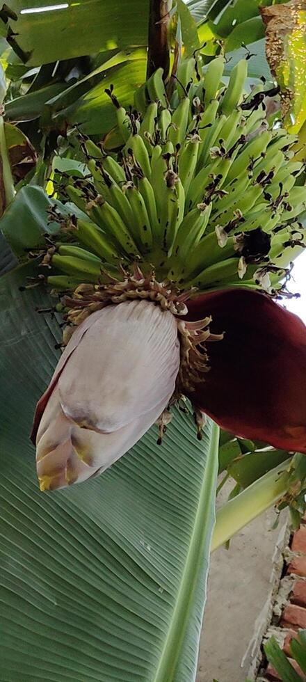 Banana Plant with Green Bananas and Banana Blossom Tropical Agriculture Nature Photo