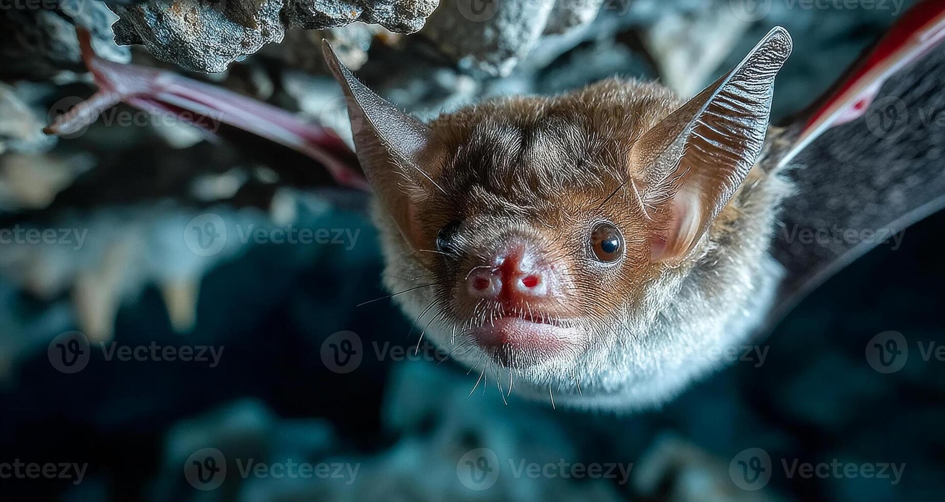 Close encounter with a bat in a cave. A bat hangs upside down in a cave, showcasing its unique features and fur texture in the dim light of its habitat. photo