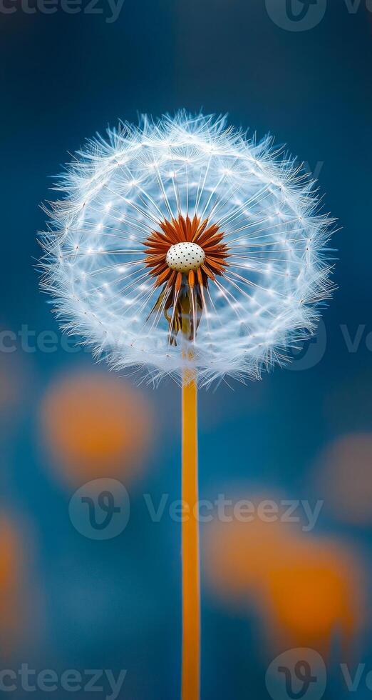 Bright dandelion puff in clear sunlight. A dandelion puff stands out against a bright blue background, capturing sunlight and showcasing its delicate seeds. photo