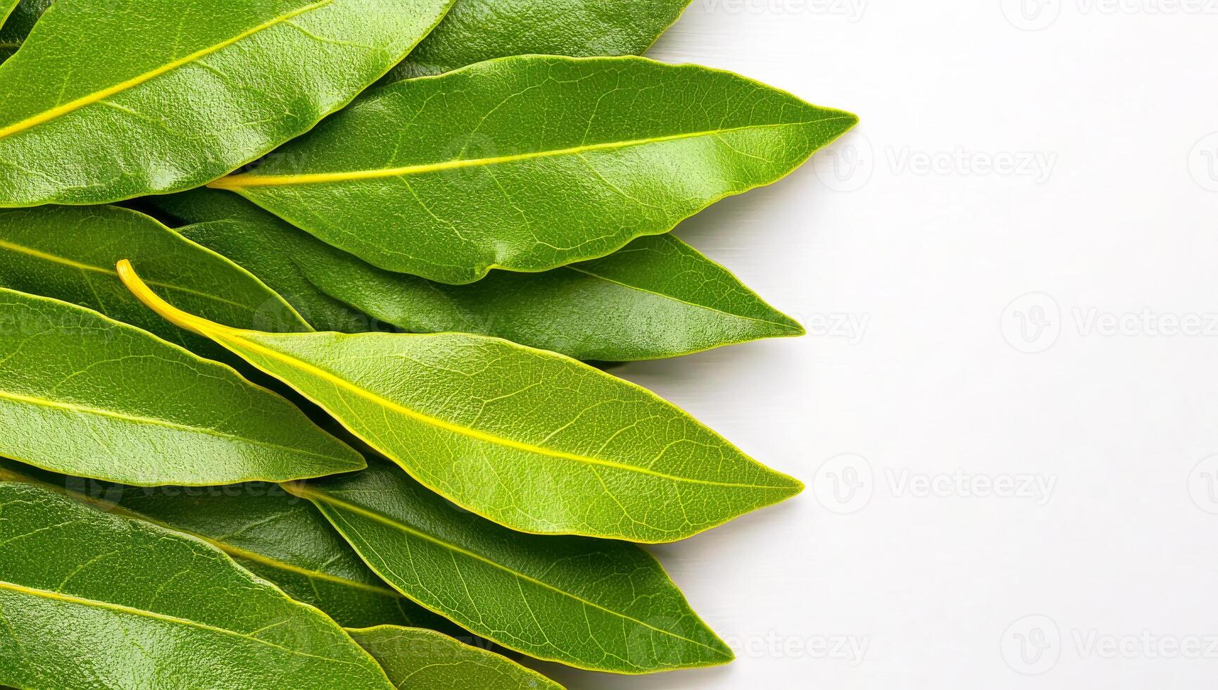 Fresh bay leaves on a white surface. Vibrant green bay leaves arranged neatly on a neutral white background showcasing their glossy texture and shape. photo