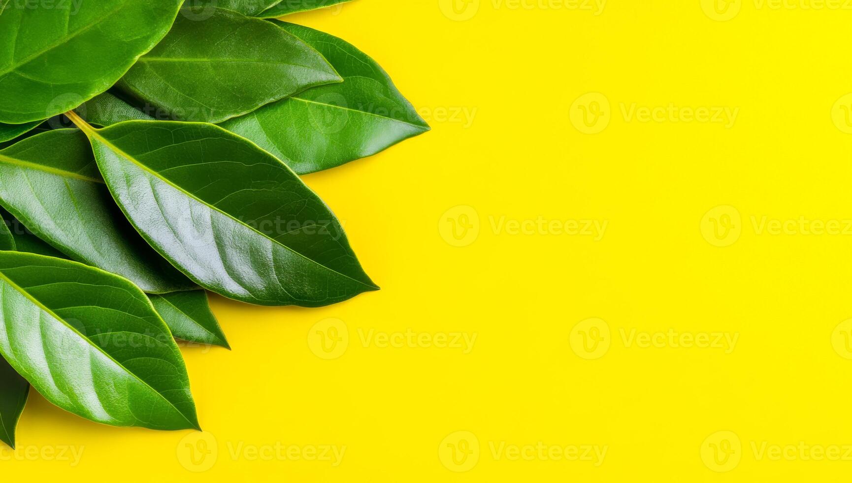 Green leaves on yellow backdrop. Green leaves contrast beautifully with a vibrant yellow background, making a striking visual effect. photo