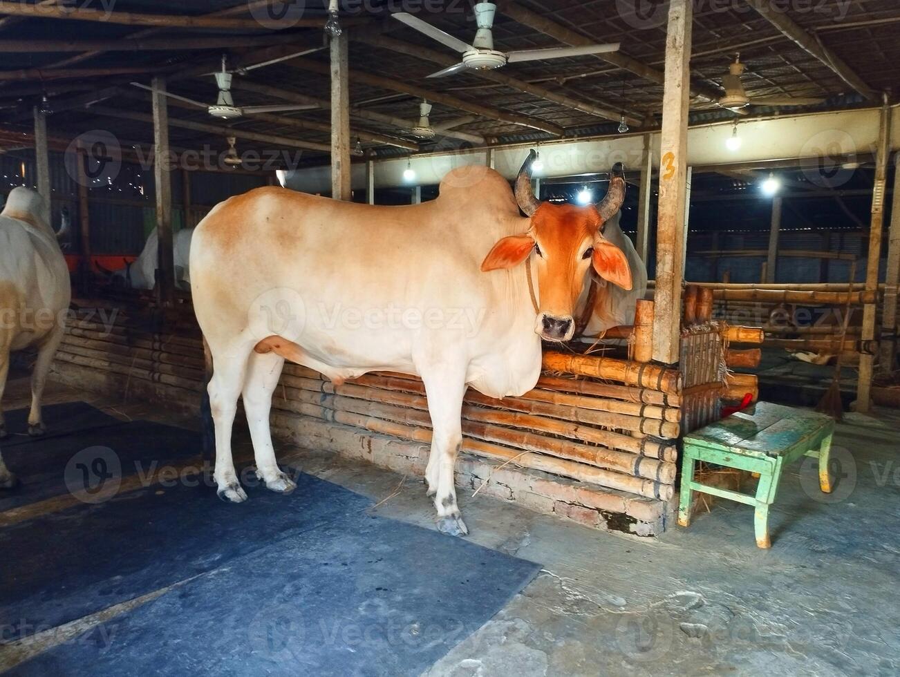 A serene image of two cows, one light beige and one reddish-brown, inside a rustic, bamboo-walled cattle shed. photo