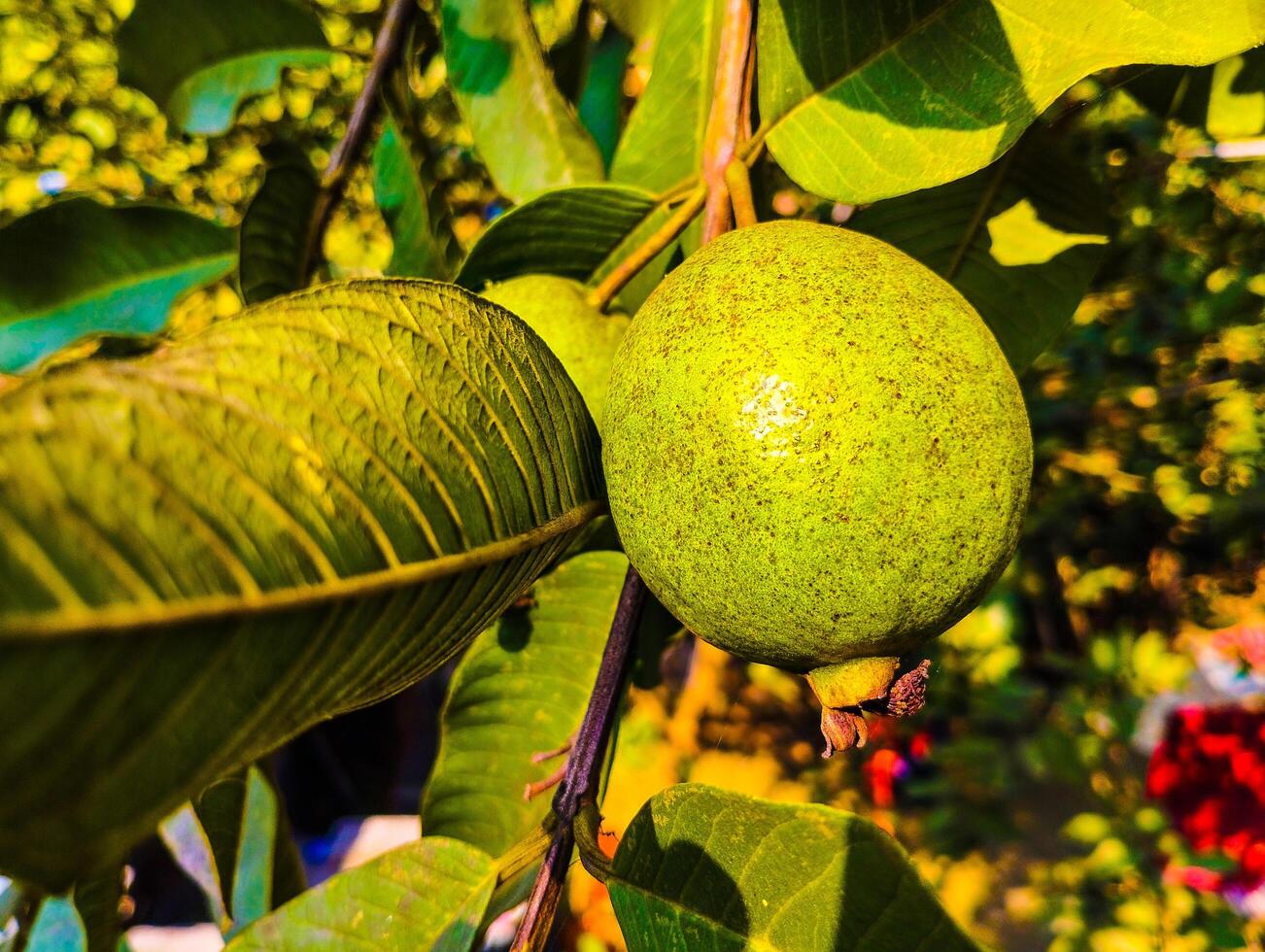 Close-up of a vibrant green guava on its tree. photo