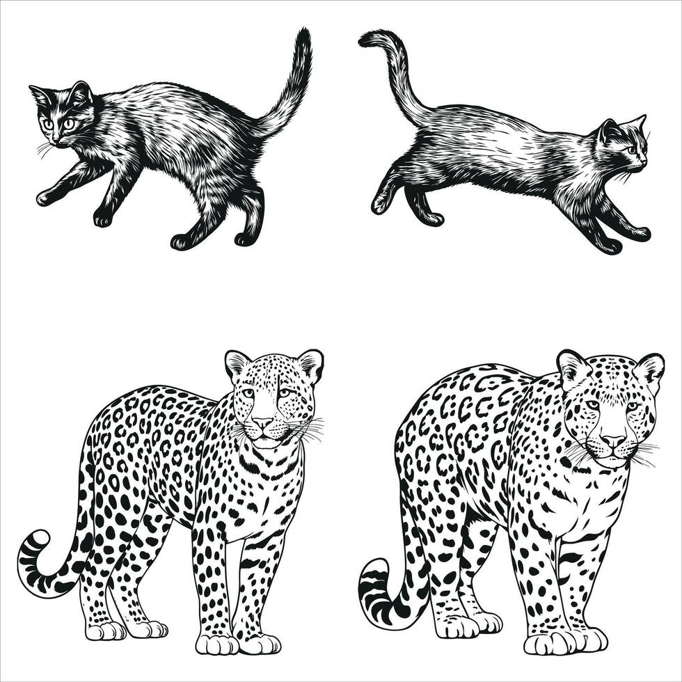 Jungle Predator Graphic Sketches vector