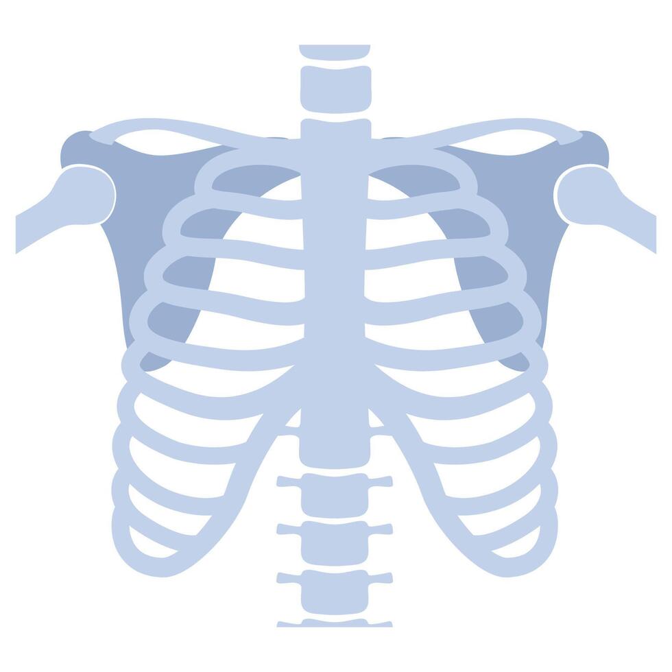 Human skeleton chest and pelvis human bones. Torso bones. Anatomical analyzing, diagnostic health care vector