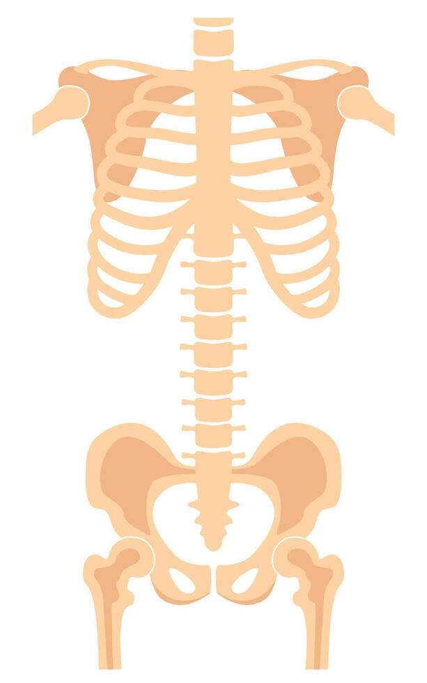 Human skeleton chest bones image. Torso shot. Medical analyzing. Anatomical bones. illustration. vector