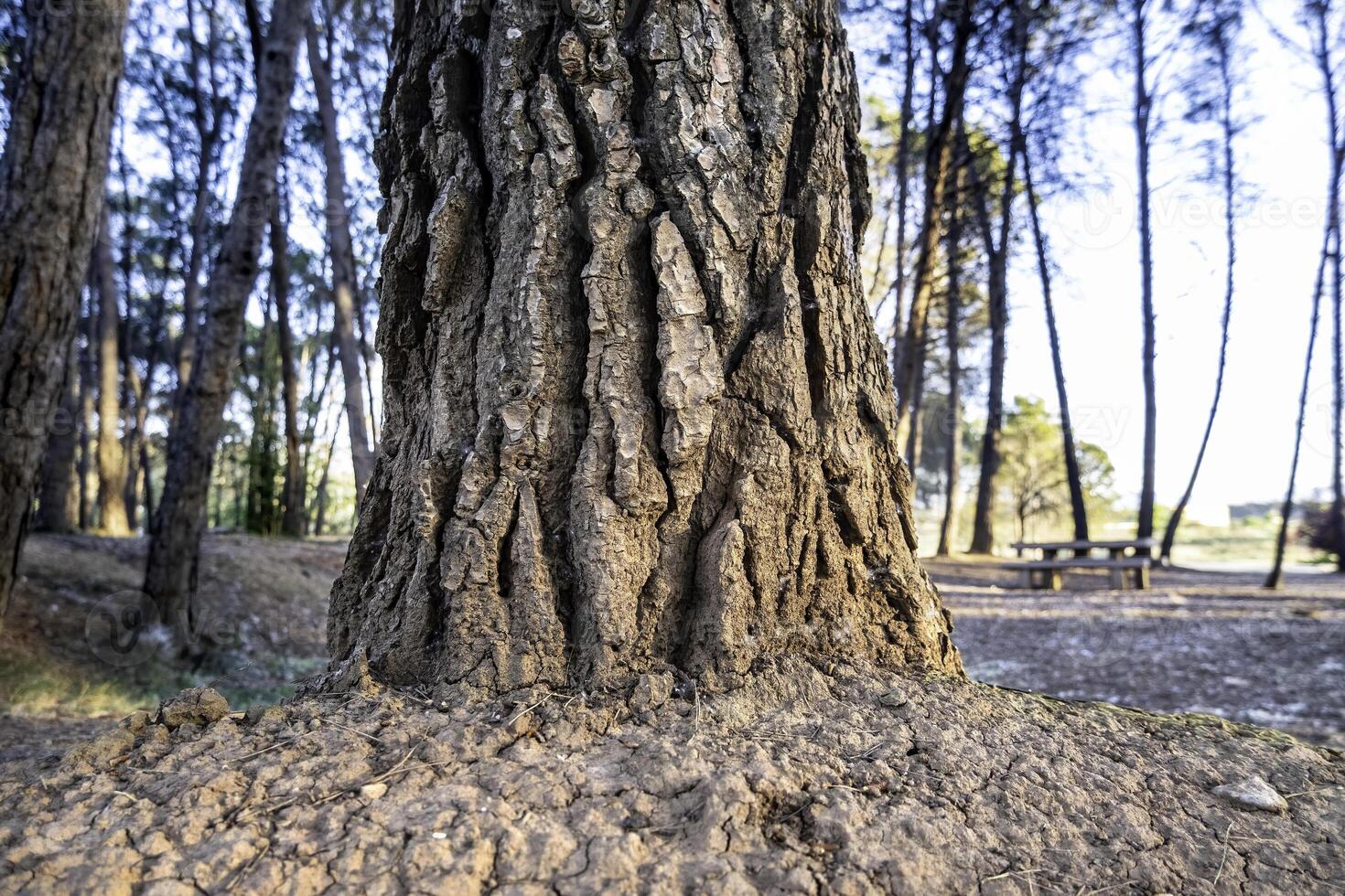 Trees in the forest photo