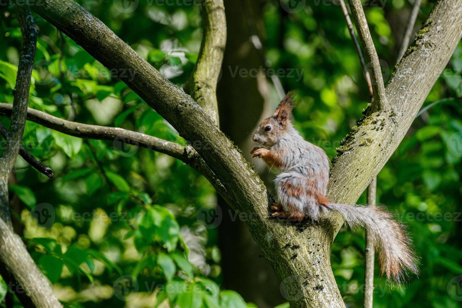 A squirrel in the process of seasonal molting, with a noticeably changing coloration, gnaws on a nut on a tree trunk. photo