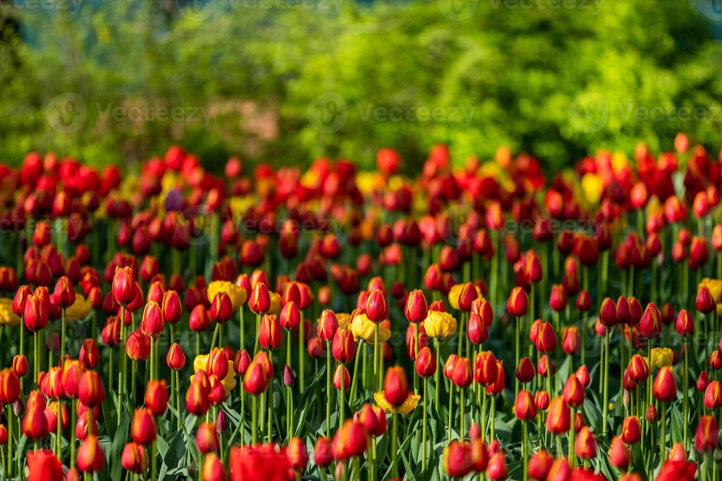 Many red tulips with yellow edges on green stems photo