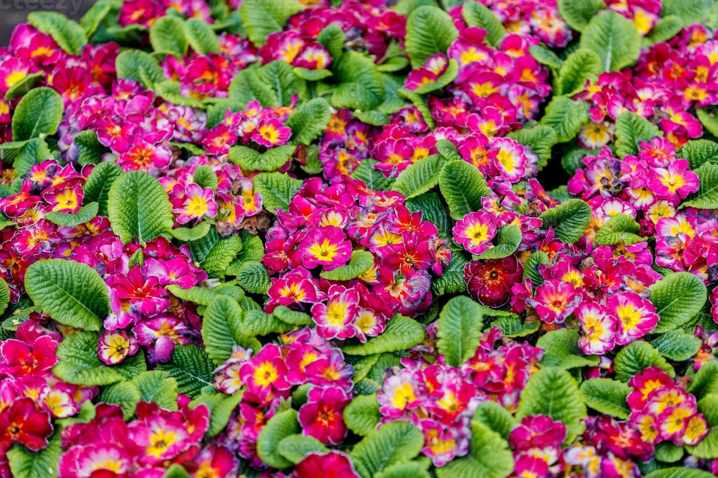 Many blooming primroses of a rich crimson color with yellow centers and green leaves. photo