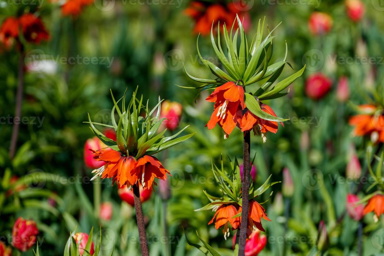 Orange flowers of the imperial fritillary with a green crown of leaves bloom photo