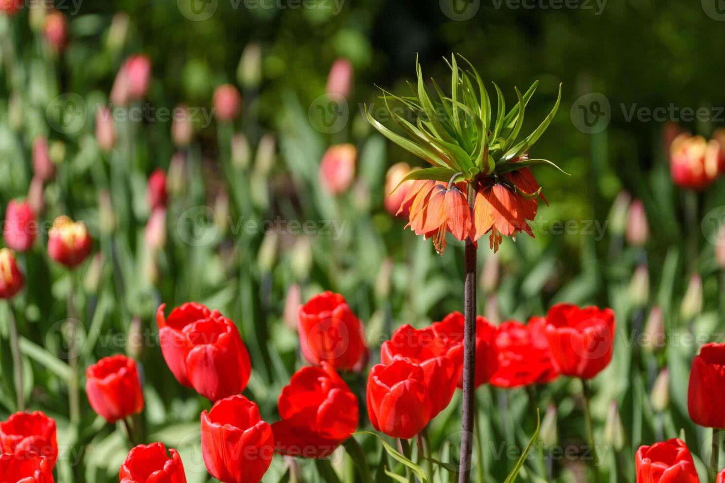 An imperial fritillary flower towers over a field of bright red tulips in a sunny garden. photo