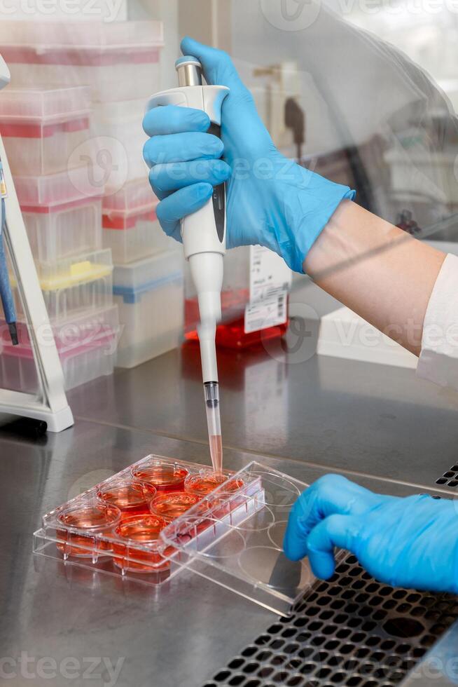 A skilled hand in a blue glove pipettes a red liquid into the wells of a plate for laboratory work. photo