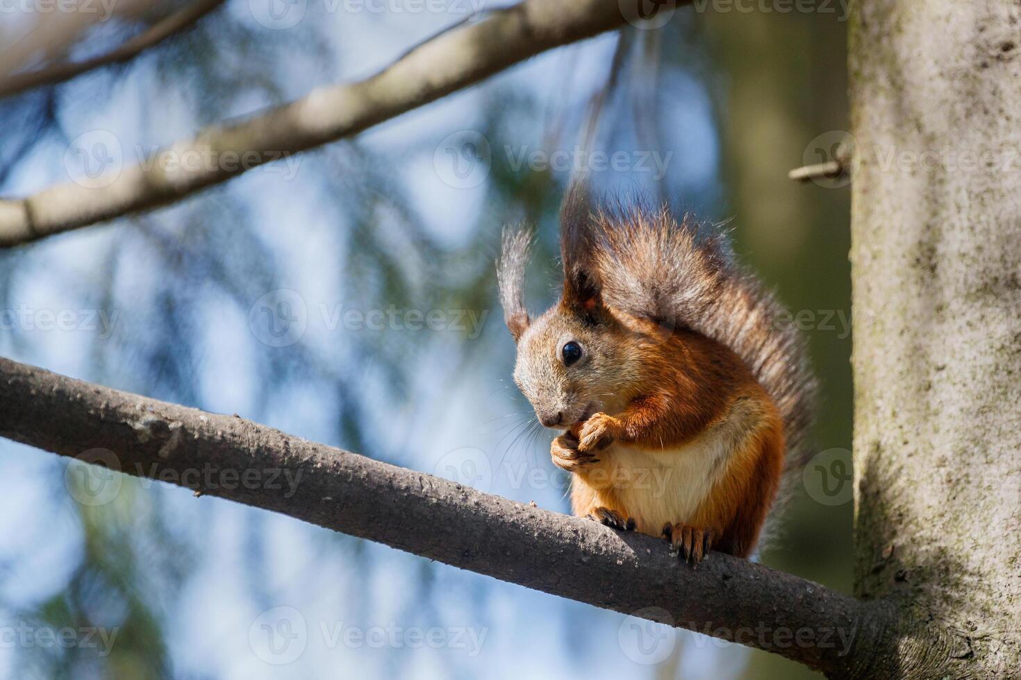 A red squirrel with a fluffy tail and tufted ears sits on a tree branch and eats. photo