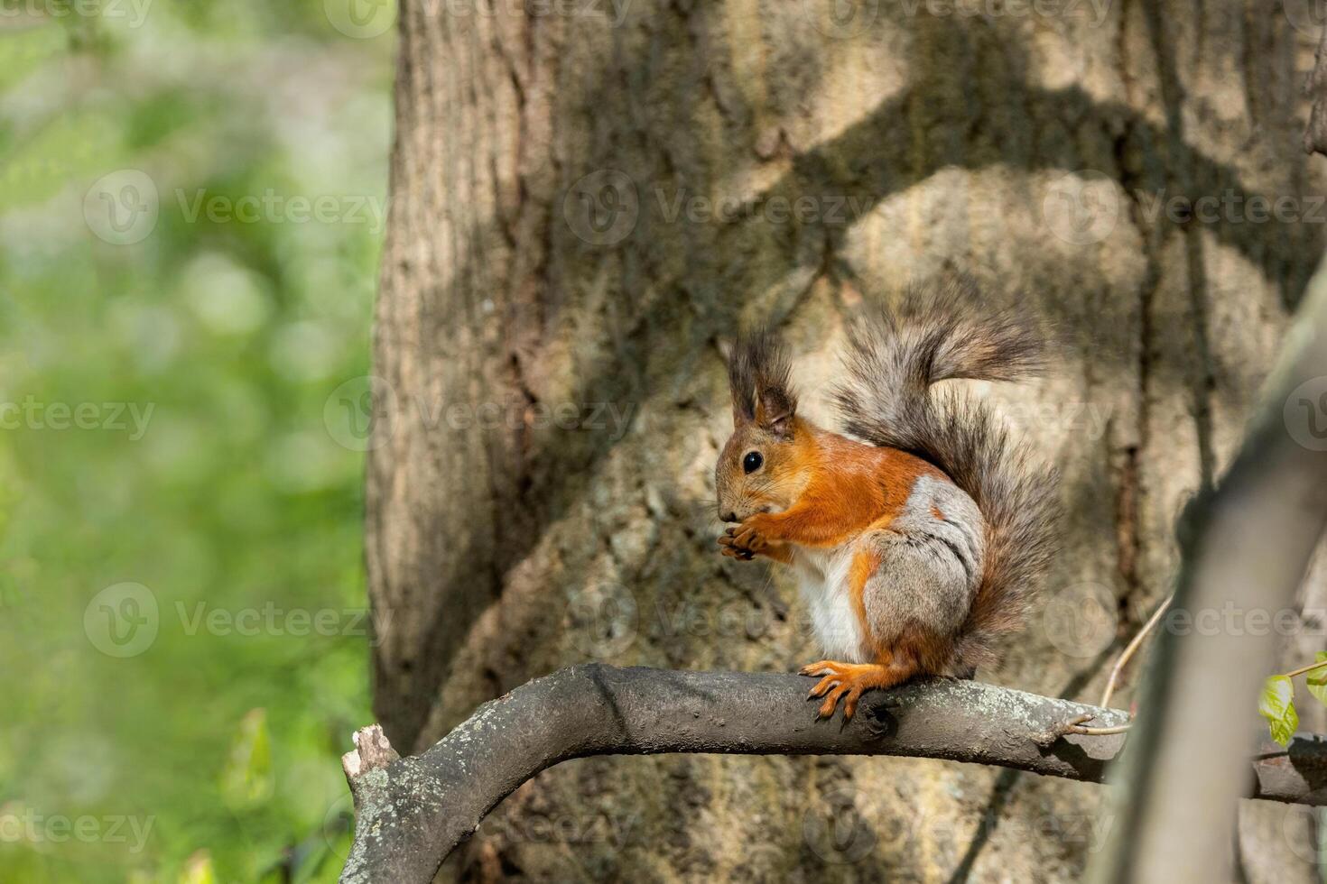 A charming squirrel with fur color changing due to molting sits on a tree branch in the world of wildlife. photo