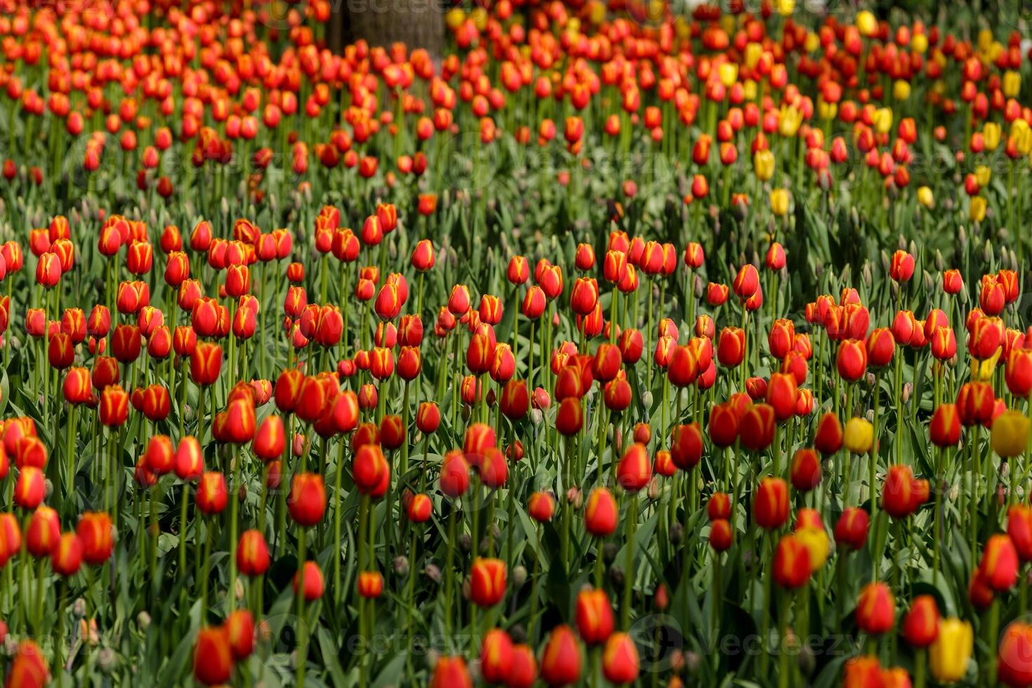 Many red tulips photo