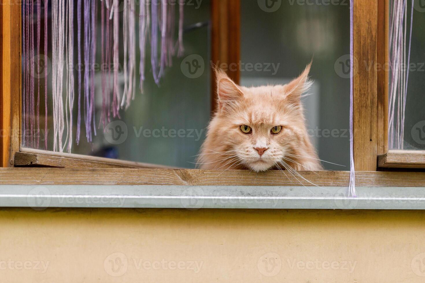 A serious ginger cat put its muzzle on the windowsill and looks out the window, tufts on its ears are visible photo