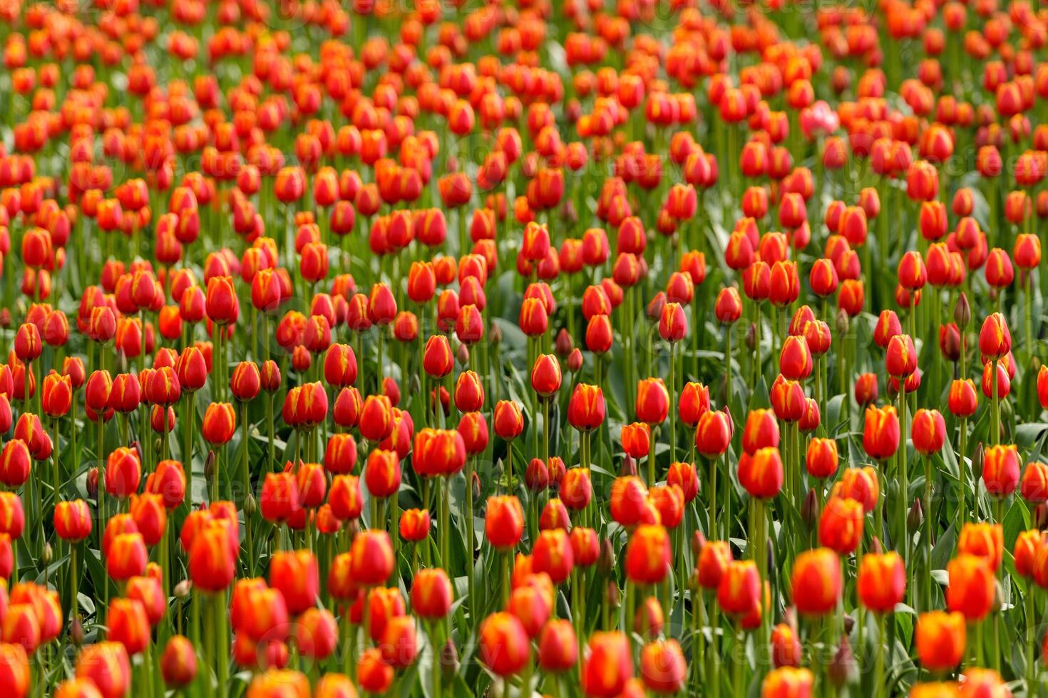Red tulips with yellow edges on green stems grow densely in a field. photo