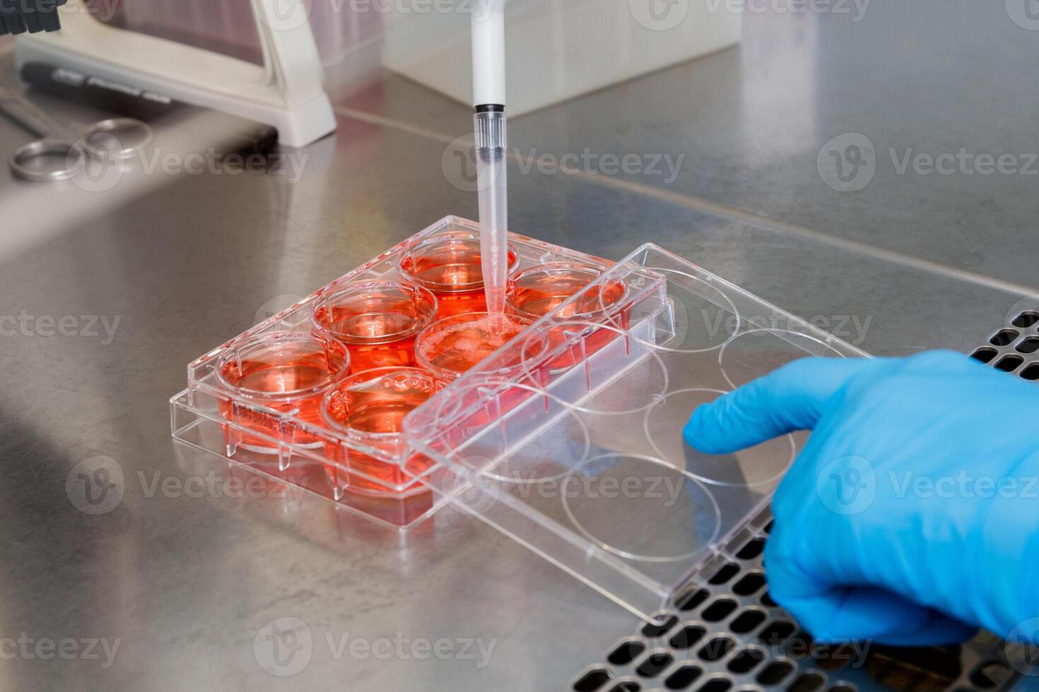 A hand in a blue glove pipettes red liquid into the wells of a laboratory plate on a table. photo