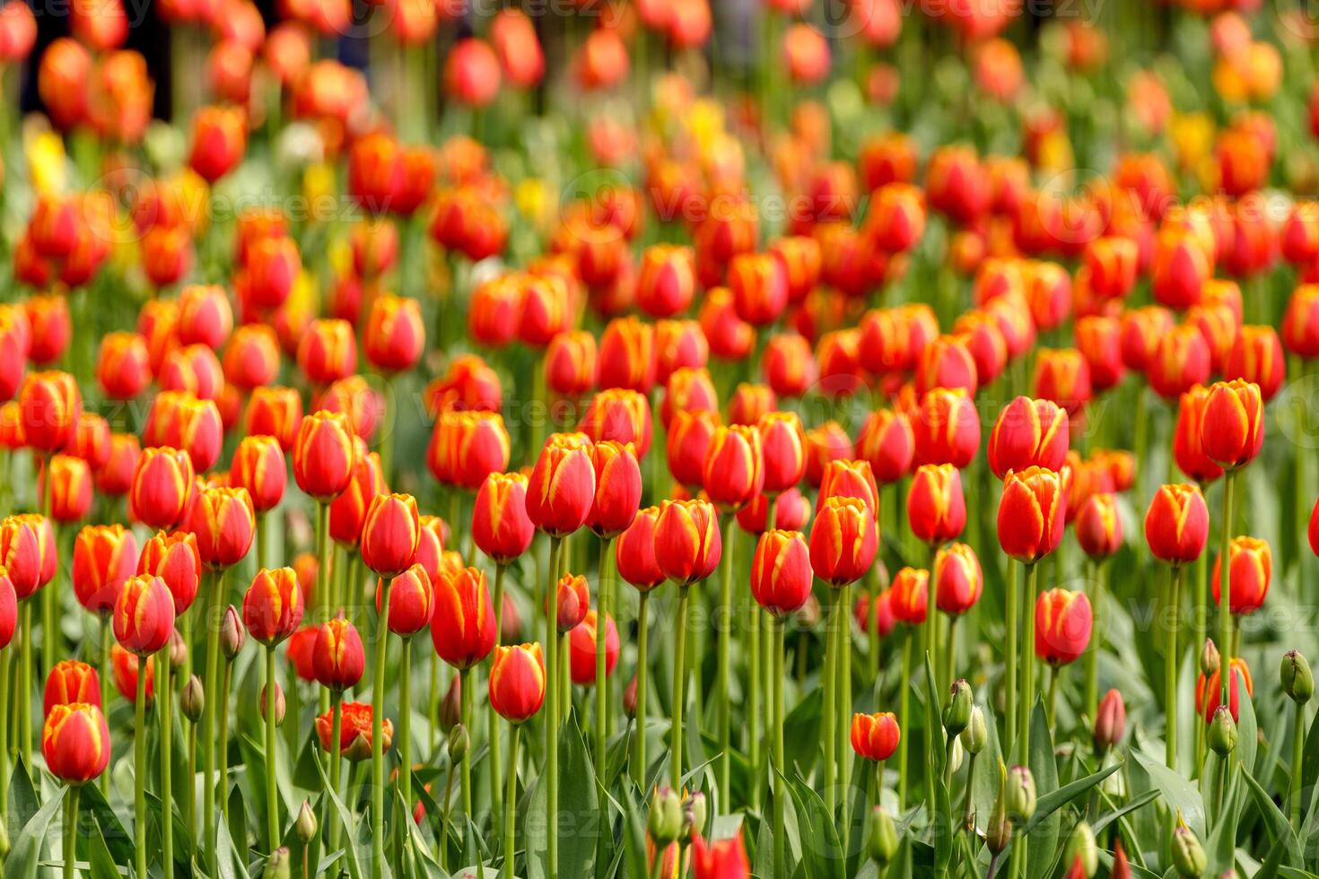 Many red tulips with yellow edges photo
