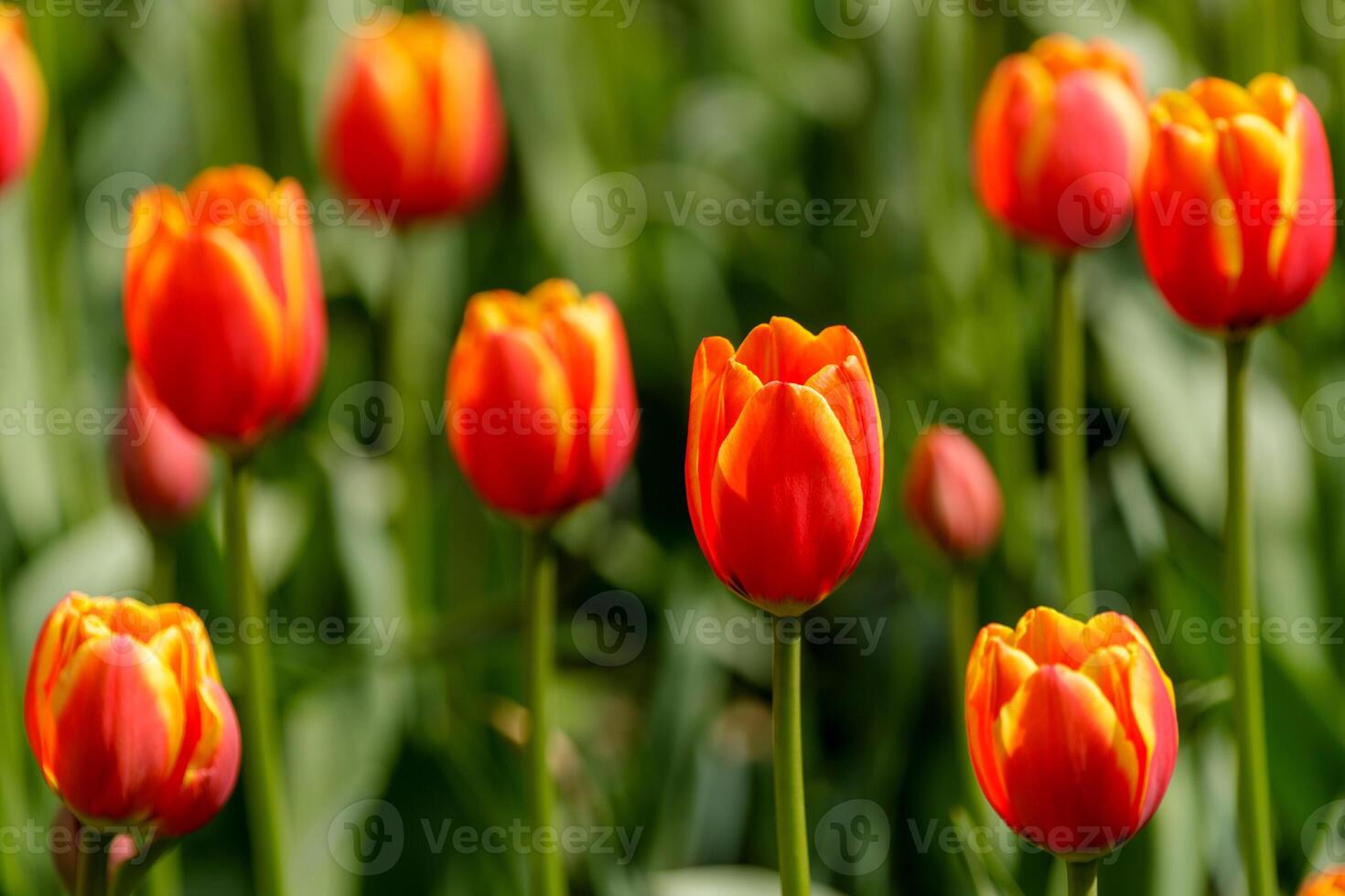 Several red-yellow tulips on green stems, one flower in the center in focus, the rest are blurred on a green background. photo