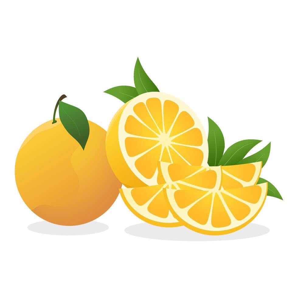 group orange fruit with shape isolate on white background illustration. vector