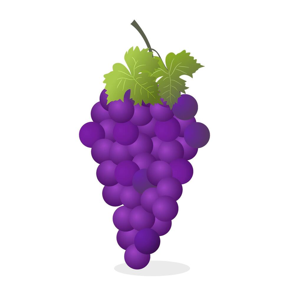 Grapes icon. Bunch of purple grapes with stem and leaf. illustration isolated on white background. vector
