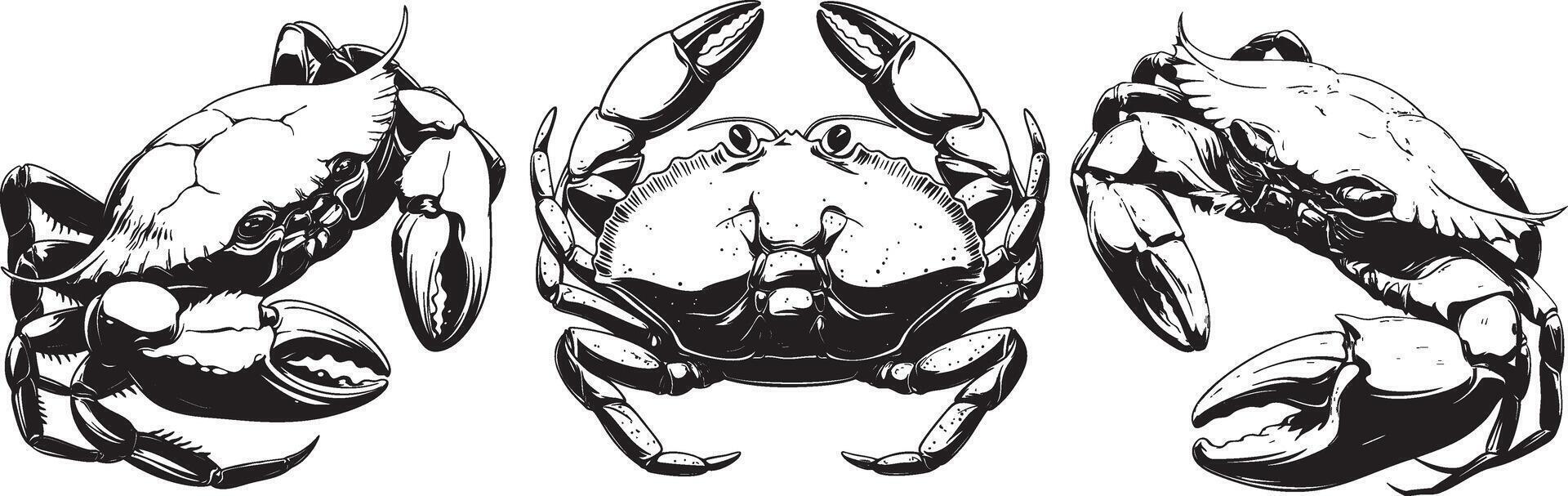 Three Crabs in Handdrawn Illustration vector