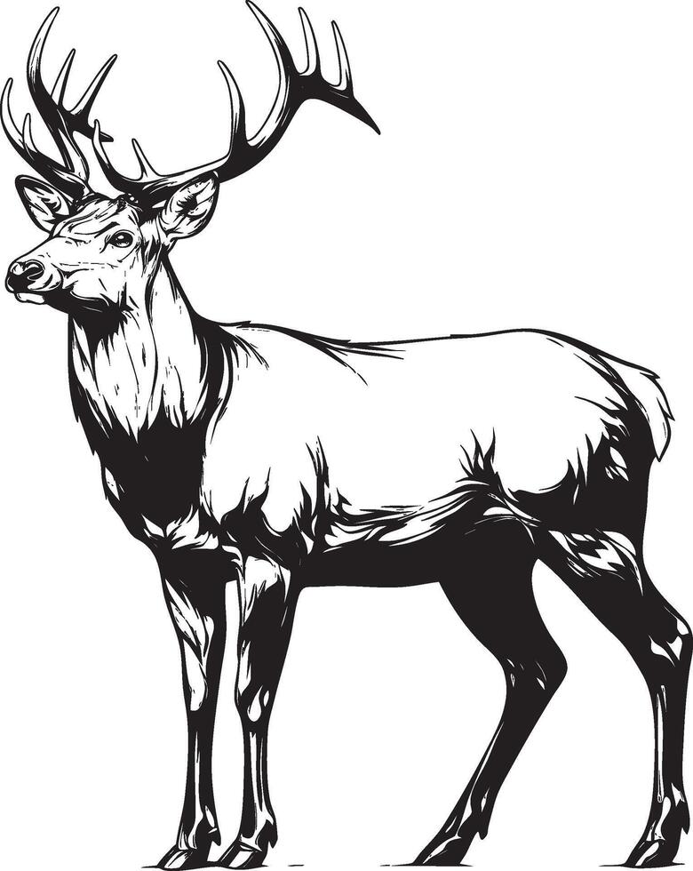 Black and white illustration of alert deer with antlers standing tall vector