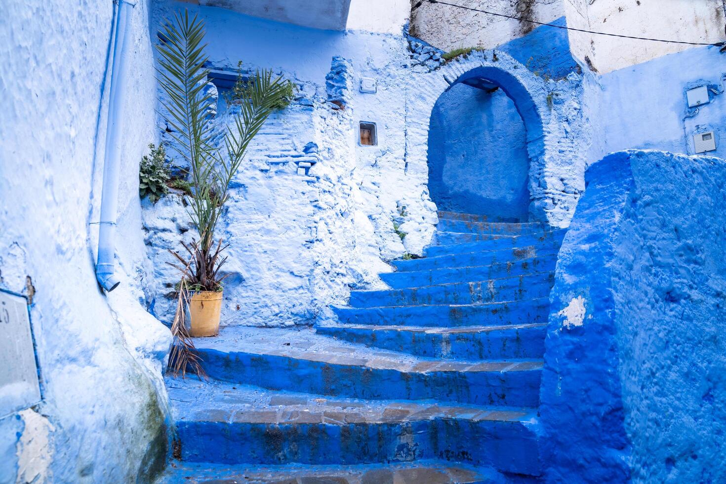 Chefchaouen, Morocco -march 26, 2024-a plant on a totally blue staircase in Chefchaouen in Morocco during a cloudy day. photo
