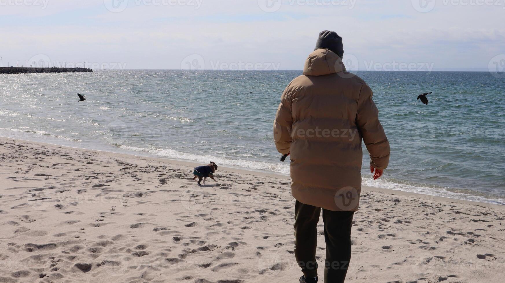 Man in a winter coat walking with a small dog on a sandy beach by the sea. Cold weather, sea breeze, and flying birds create a peaceful, natural atmosphere. photo