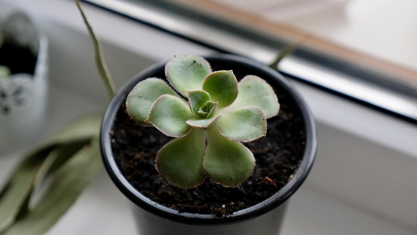 A small plant in a black pot sitting on a window sill photo