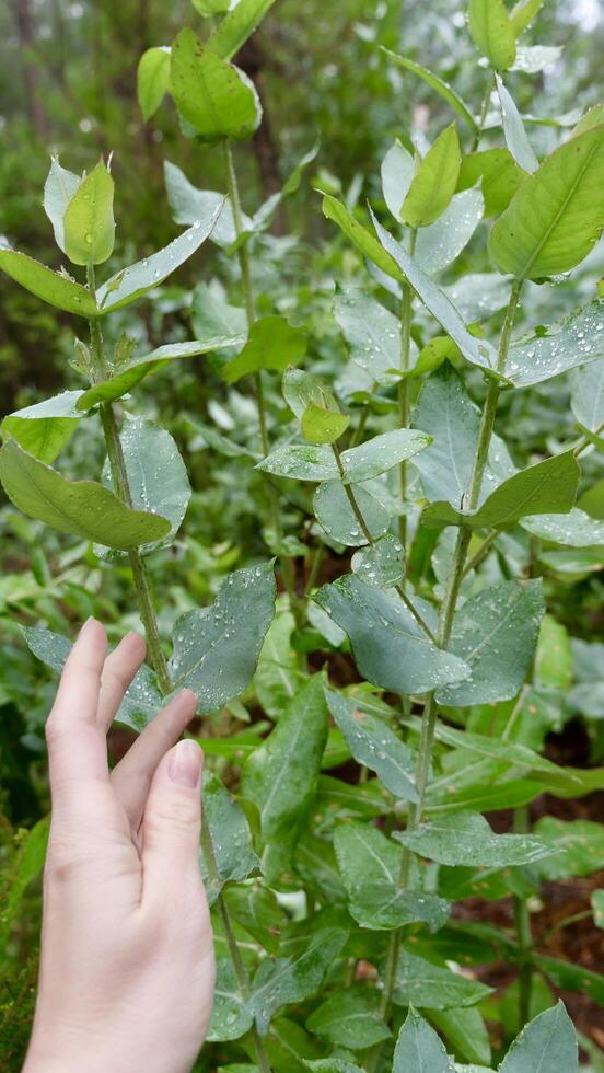 A hand reaching out to touch a plant photo
