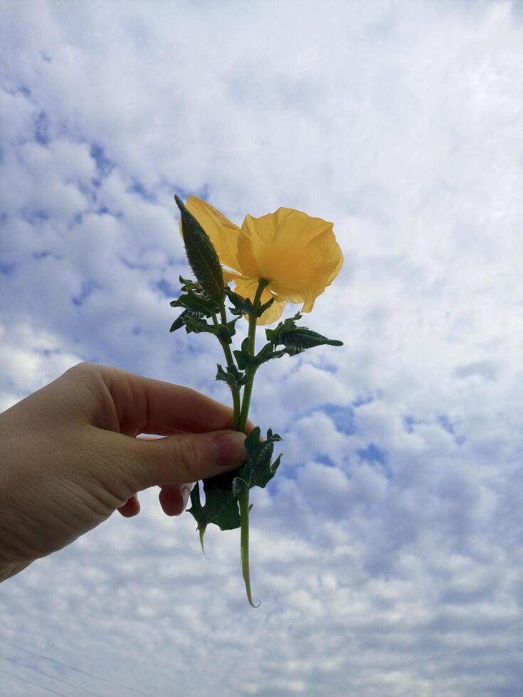 A person holding a flower in front of a cloudy sky photo