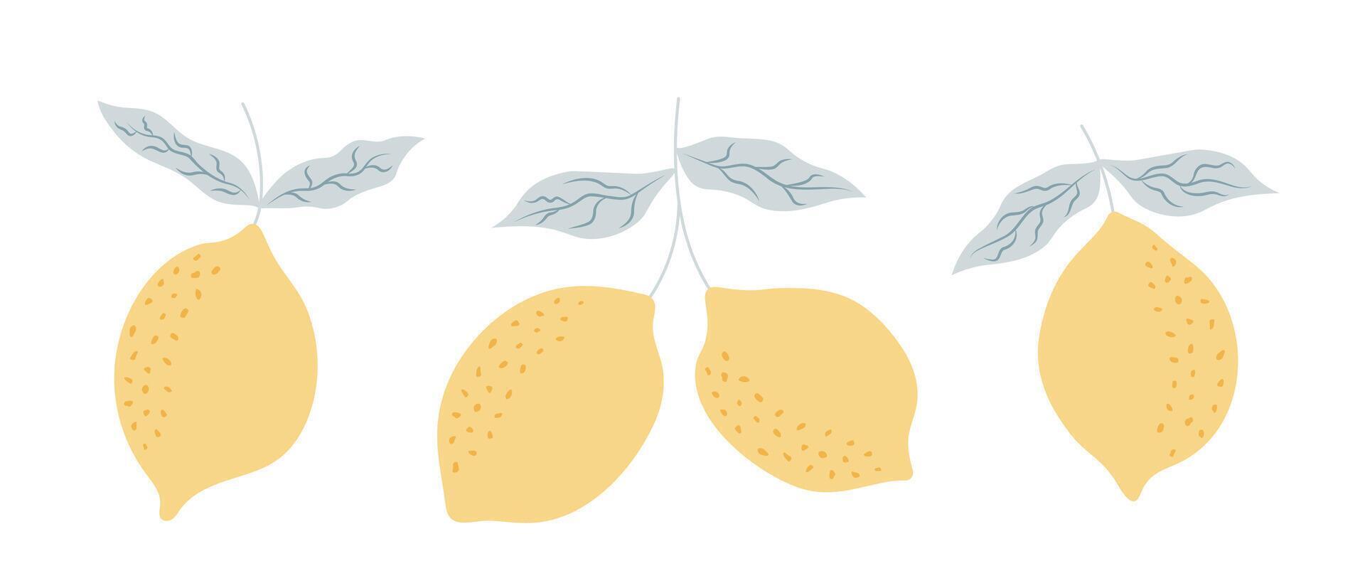 Hand drawn lemon fruits with leaves. Citrus tropical fruits. Summer botanical illustration for pattern, poster, card, banner, cover vector