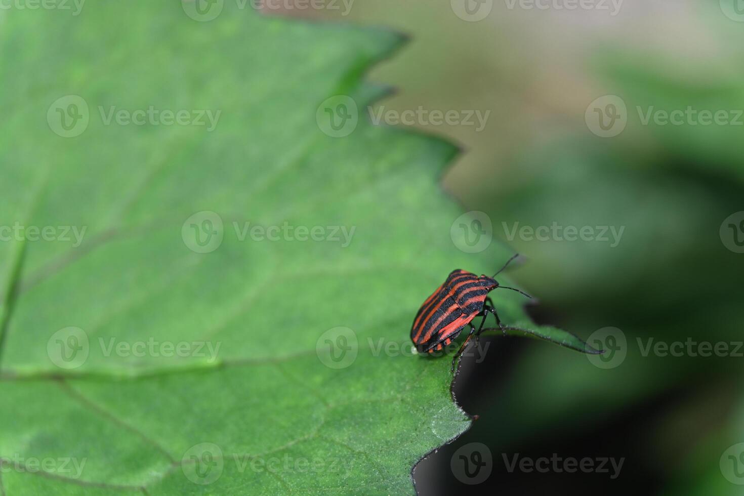 a red and black bug on a leaf photo
