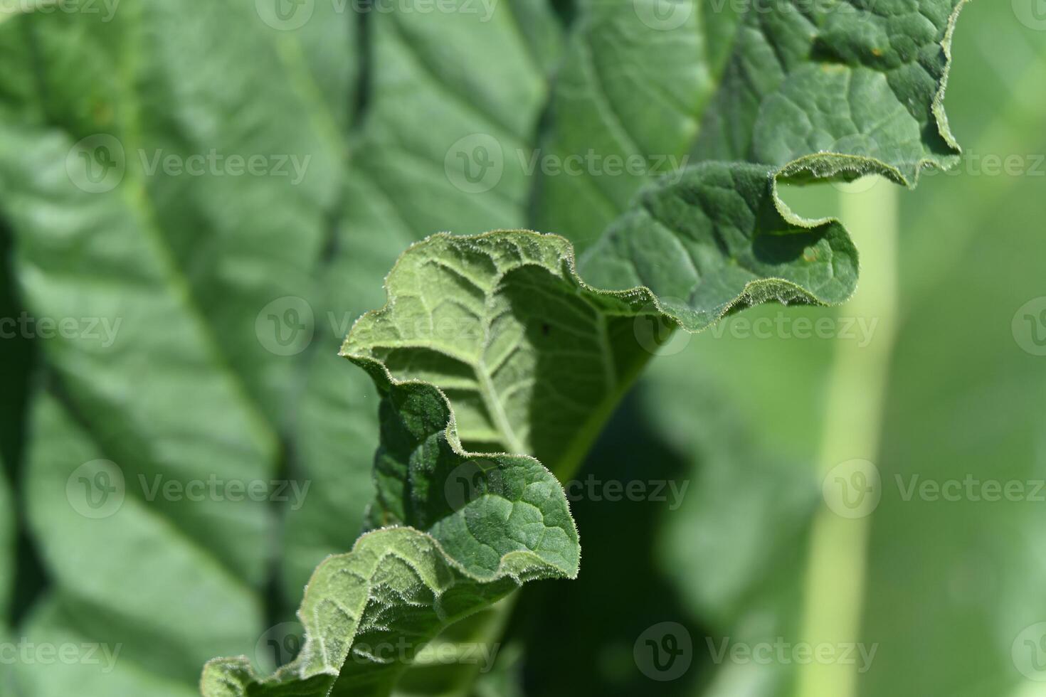 texture of a large green rhubarb leaf photo