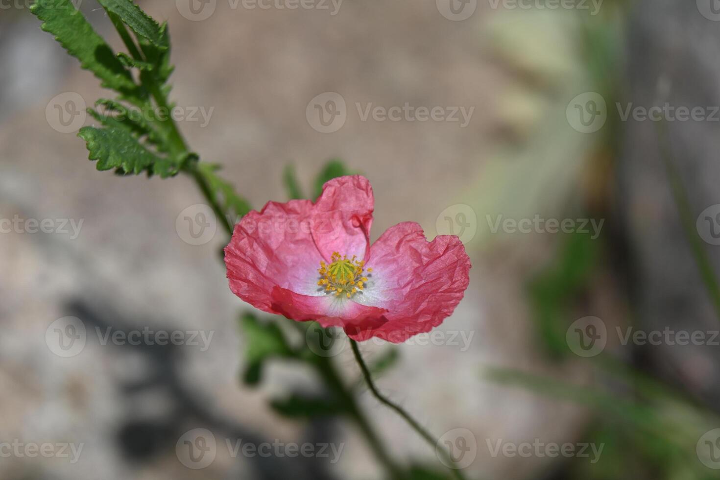 a single pink flower is growing in front of a rock photo